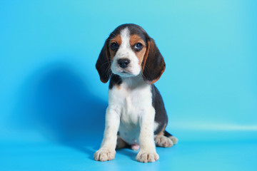 2 month pure breed beagle Puppy on light blue screen
