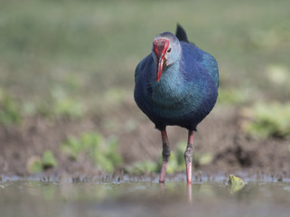 Grey-headed swamphen -Colorful Bird 