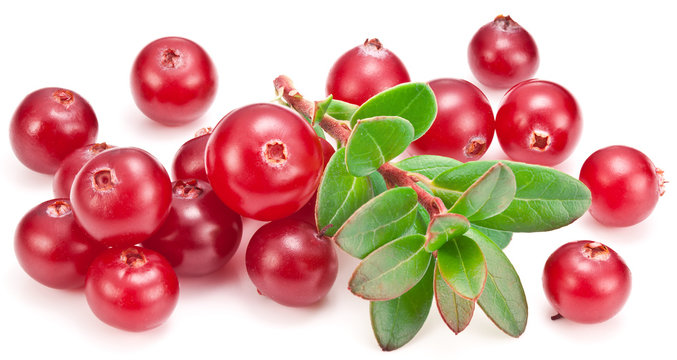 Ripe cranberries and green branch on the white background.