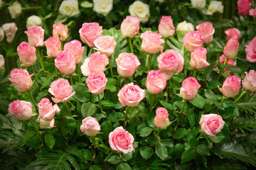 Fototapeta na wymiar Background image of pink roses