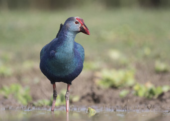 Grey-headed swamphen -Colorful Bird 