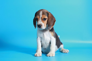 2 month pure breed beagle Puppy on light blue screen
