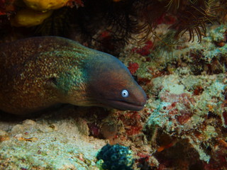 Moray eel