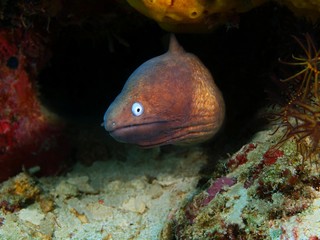 Moray eel