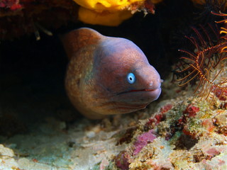 Moray eel