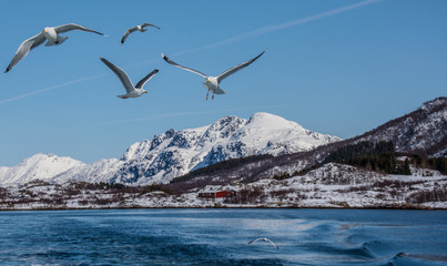Fototapeta na wymiar Flying in the Arctic