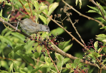 Fauvette à tête noire.