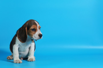 2 month pure breed beagle Puppy on light blue screen
