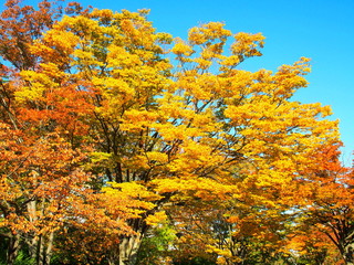 Fototapeta premium 秋の欅