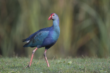 Grey-headed swamphen -Colorful Bird 