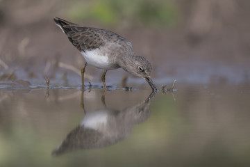 Temminck's stint 