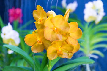 Streaked orchid flowers. Beautiful orchid flowers.