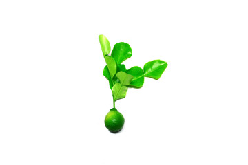 young bergamot concept.green fresh bergamot with leaves on white background isolated