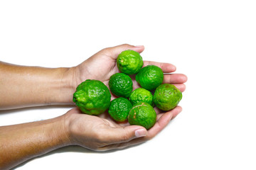 adult hands holding green fresh bergamots on white background isolated