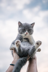 With a gray kitten in his arms