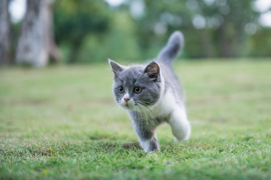 gray British shorthair cats, outdoor grass