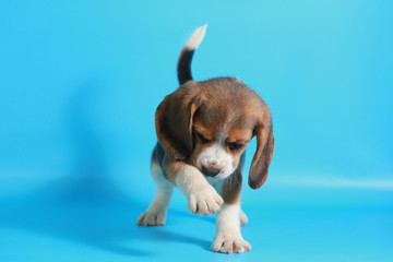 2 month pure breed beagle Puppy on light blue screen