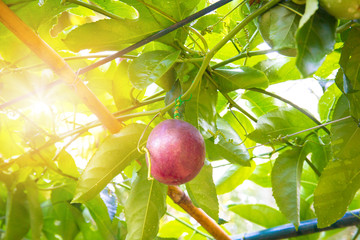 Green passion fruit on the vine in plantations