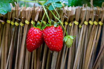ripe strawberry in a stawbery tree