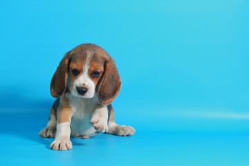 2 month pure breed beagle Puppy on light blue screen