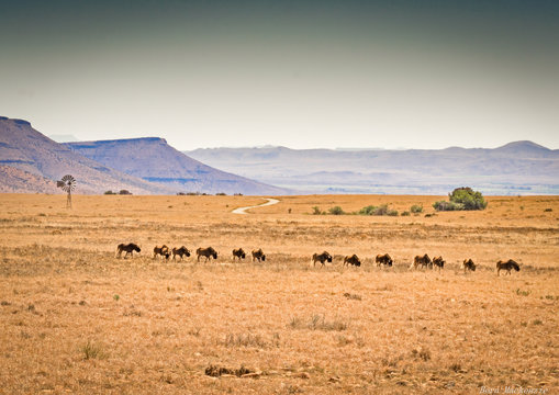 Wildebees