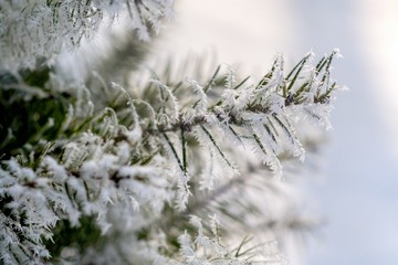 Christmas tree branch with needles in the frost