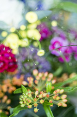 Kunterbunte Blumen, als Schnittblumen, Strauss und im Garten