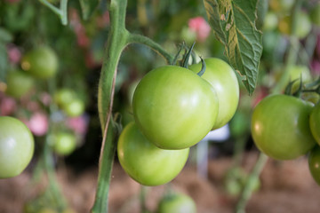Fototapeta premium Green Tomatoes