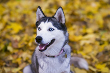 Gray husky dog on a background of colorful autumn leaves
