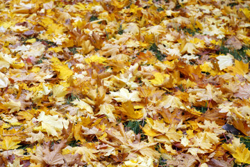 pile of orange maple leaves on green grass with blur effect.