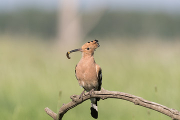 Hoopoe