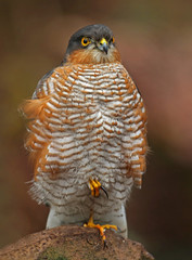 Epervier d'Europe (Mâle)