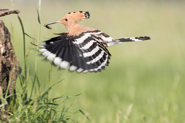 Hoopoe