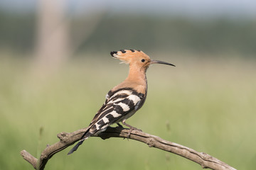 Hoopoe