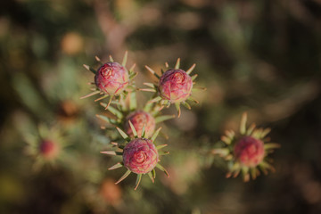Protea blooming in garden