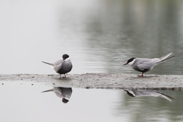 Whiskered tern