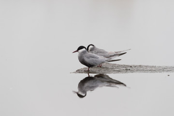Fototapeta premium Whiskered tern