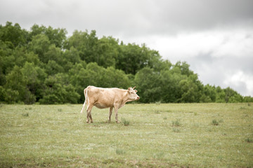 Fototapeta na wymiar Short horned cattle