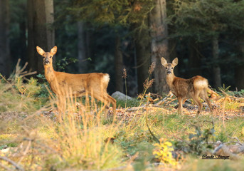 Chevrette et son faon.
