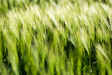 Barley green fields