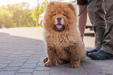 Dog in the street on a summer day
