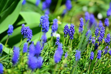 blue iris cover carpet