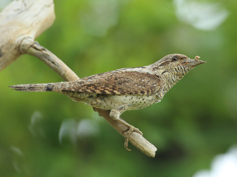 Le torcol fourmilier.