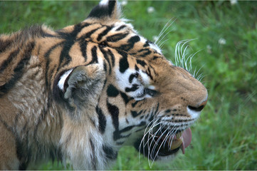 Sibirischer Tiger