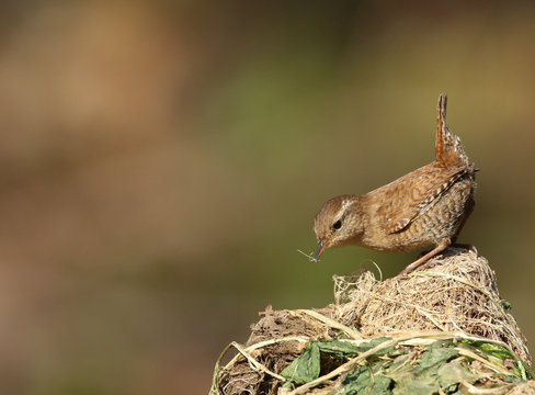 Le troglodyte mignon.