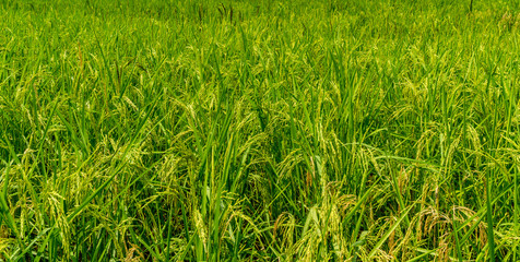 Paddy filed in Thailand