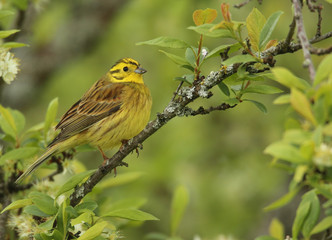 Le bruant jaune.