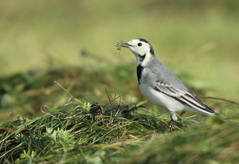 Bergeronnette grise.