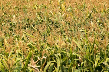 corn field