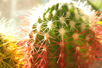 cactus color red yellow green plant sunny sunny day desert tree summer nature flower dangerous 